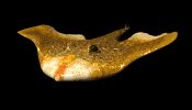 devil_fish_swimming_mc.gif