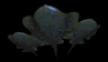 devil_fish_squad_glid_a_sb.gif