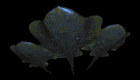devil_fish_squad_glid_a_mb.gif