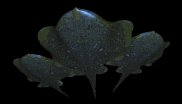 devil_fish_squad_glid_a_lc.gif