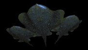 devil_fish_squad_glid_a_lb.gif