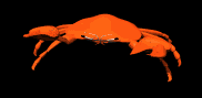 crab_snap_pincher_lb.gif
