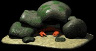 crab_hide_under_rocks_lb.gif