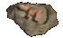 warthog_lying_in_mudh_a_tc.gif