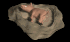 warthog_lying_in_mudh_a_tb.gif