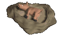 warthog_lying_in_mudh_a_sc.gif