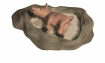warthog_lying_in_mudh_a_mw.gif
