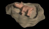 warthog_lying_in_mudh_a_mb.gif