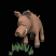 warthog_eating_tb.gif