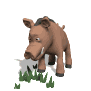 warthog_eating_sw.gif