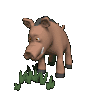 warthog_eating_sc.gif