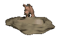 warthog_drinking_sc.gif