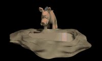 warthog_drinking_lc.gif