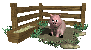pig_in_mud_sc.gif