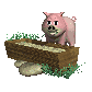 pig_eating_sc.gif