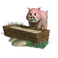 pig_eating_mw.gif