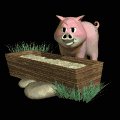 pig_eating_mb.gif