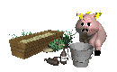 pig_drinking_mc.gif
