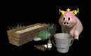 pig_drinking_mb.gif