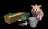 pig_drinking_lc.gif