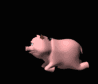 fly_landing_on_pig_bo_a_sb.gif