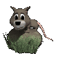 possum_on_rock_sc.gif