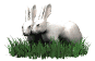 rabbits_in_love_sw.gif