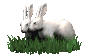 rabbits_in_love_sc.gif