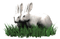 rabbits_in_love_mw.gif