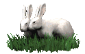 rabbits_in_love_mc.gif