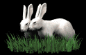 rabbits_in_love_mb.gif