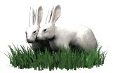 rabbits_in_love_lw.gif