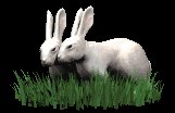 rabbits_in_love_lc.gif