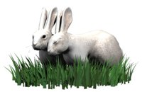 rabbits_in_love_hr.jpg