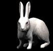 rabbit_nose_wiggle_mb.gif
