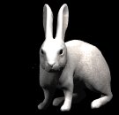 rabbit_nose_wiggle_lb.gif