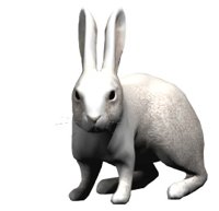 rabbit_nose_wiggle_hr.jpg