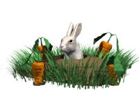 rabbit_in_hole_hr.jpg