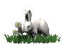 rabbit_in_grass_sc.gif