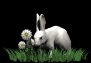 rabbit_in_grass_sb.gif