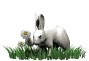 rabbit_in_grass_mw.gif