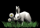 rabbit_in_grass_mb.gif