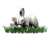rabbit_in_grass_lw.gif