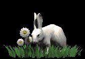 rabbit_in_grass_lc.gif