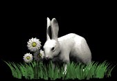 rabbit_in_grass_lb.gif