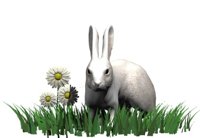 rabbit_in_grass_hr.jpg