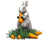 rabbit_eating_carrot_lw.gif
