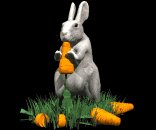 rabbit_eating_carrot_lb.gif