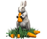 rabbit_eating_carrot_hr.jpg
