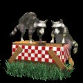 raccoons_in_picnicbas_a_mc.gif